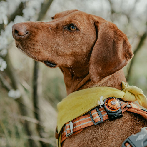 Orbiloc Dog Dual Safety Light (Amber)