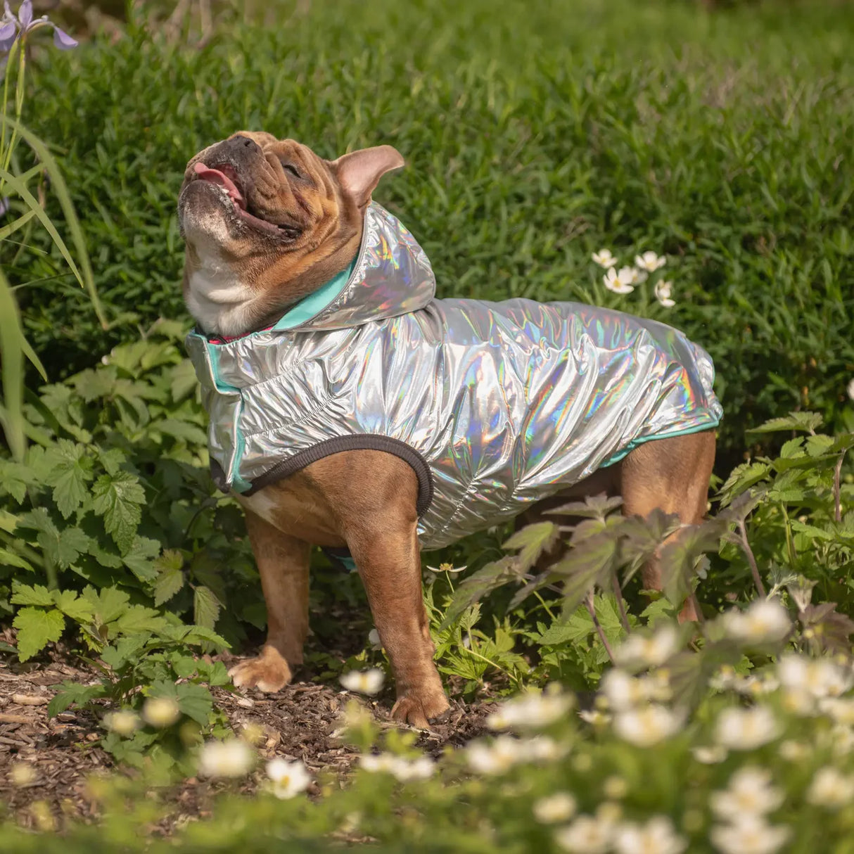 Elastofit sales dog jacket