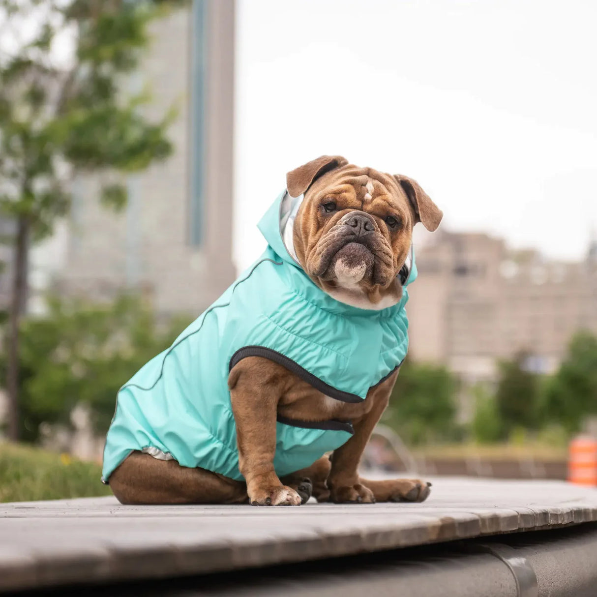 Reversible clearance dog coat