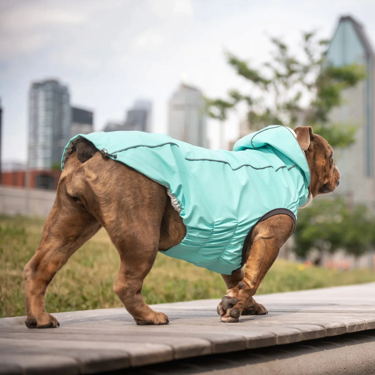 Elastofit 2024 dog jacket