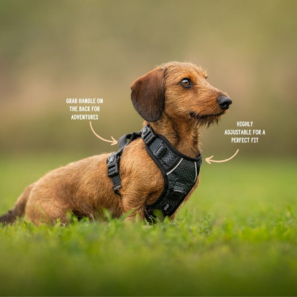 Twiggy Tags Adventure Dog Harness (Petrichor)