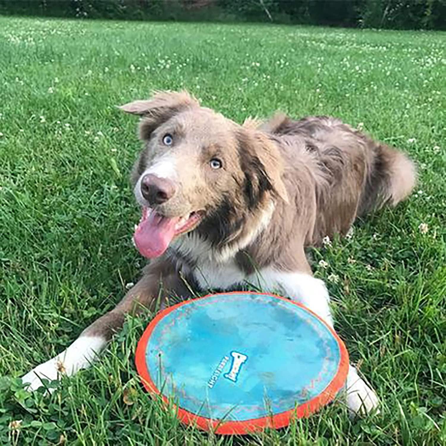 Chuckit frisbee best sale dog toys