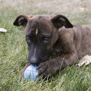 KONG Puppy Ball with Hole for Treats - Pet's Play Toy Store