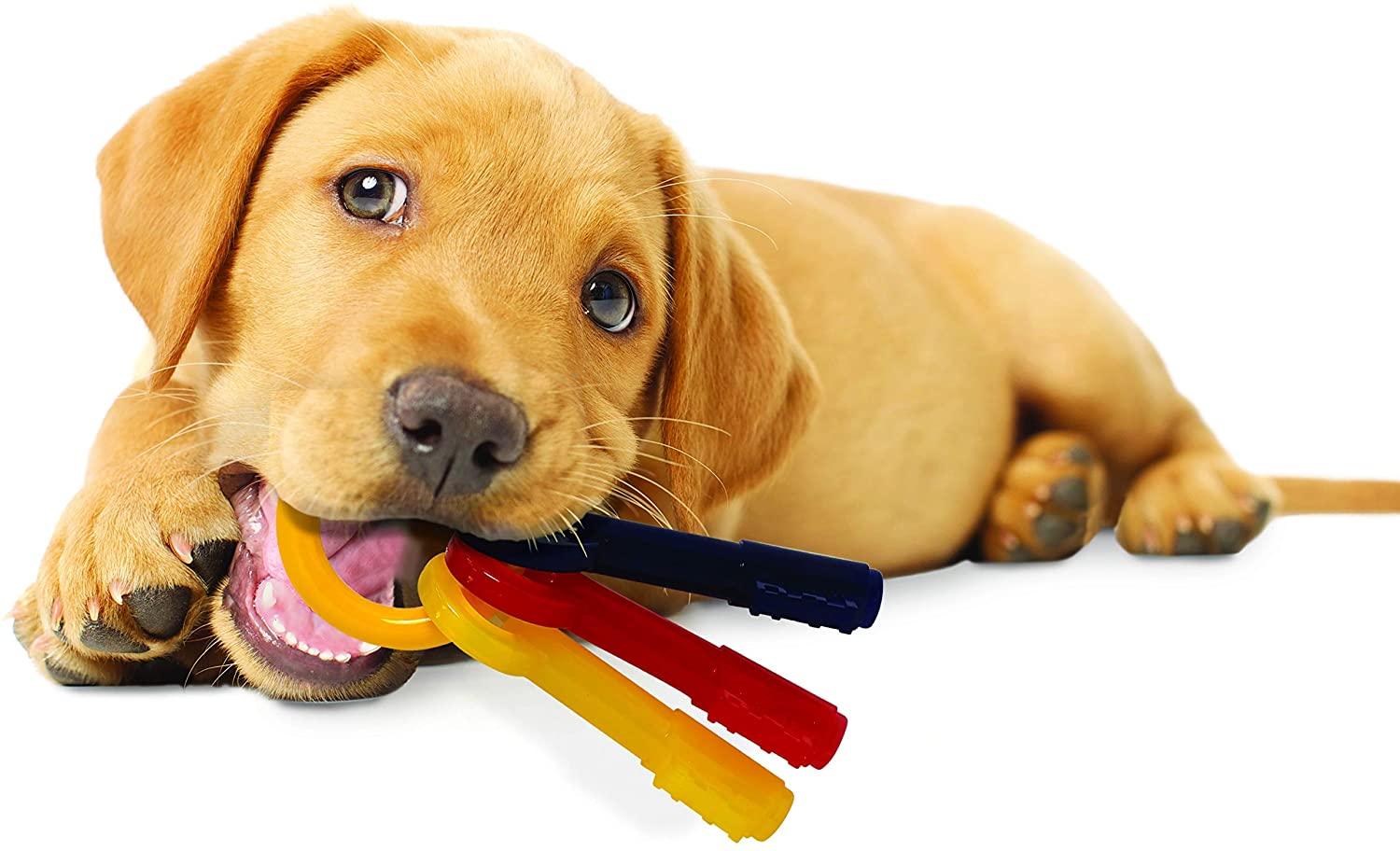 Nylabone Puppy Teething Bacon - Pet's Play Toy Store